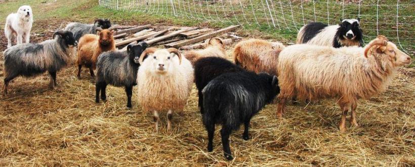 sheep Icelanda